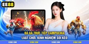 Đá Gà Trực Tiếp Campuchia - Luật Chơi, Kinh Nghiệm Soi Kèo