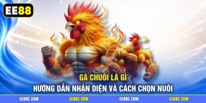 Gà Chuối Là Gì - Hướng Dẫn Nhận Diện Và Cách Chọn Nuôi