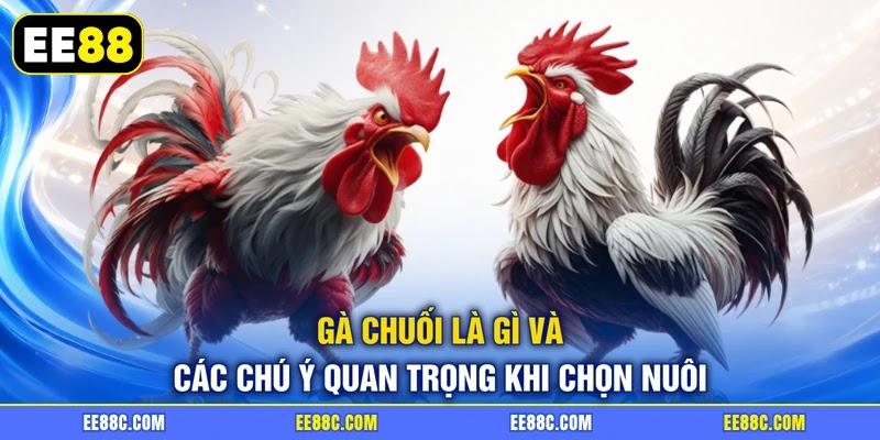 Gà chuối là gì và các chú ý quan trọng khi chọn nuôi Gà chuối là gì và các chú ý quan trọng khi chọn nuôi